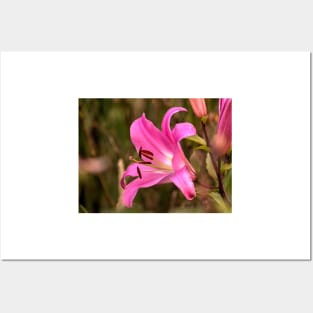 hli hot pink lily Posters and Art